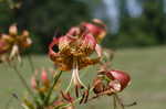 Turk's cap lily